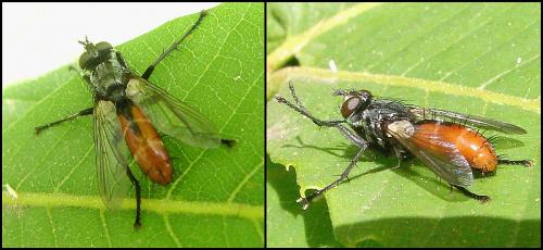 Réf. 57 050 : Cylindromyia bicolor