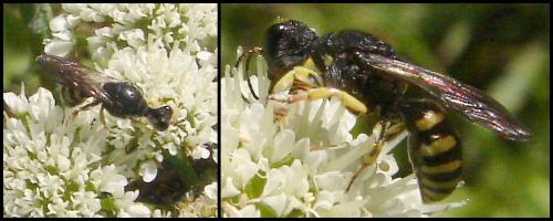 Lestica clypeata