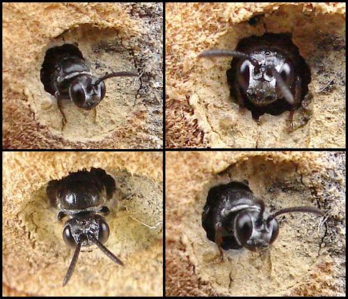 Réf. 57 831 : Psenulus sp.
