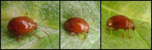 Réf. 57 507 : Sphaeroderma rubidum