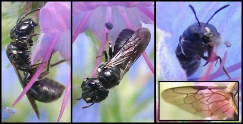 Ceratina cucurbitina