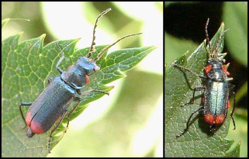 Malachius sp.