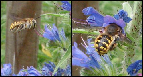 Anthidium manicatum