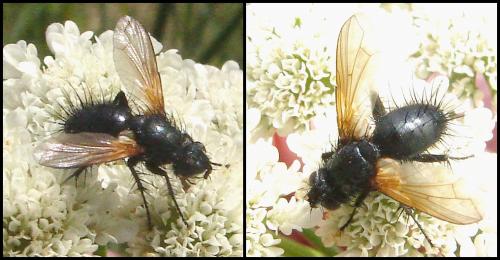 Zophomyia temula