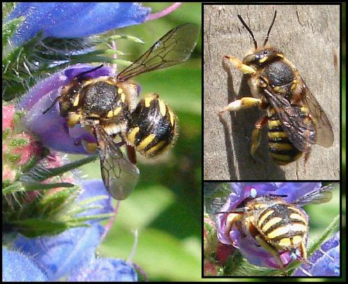 Anthidium sp.