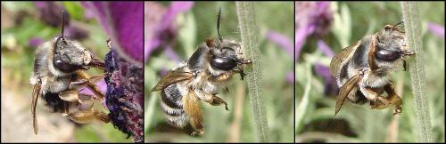Anthophora retusa meridionalis