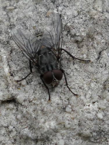Réf. 57 818 : Muscina prolapsa