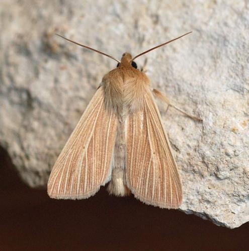 Réf. 57 998 : Mythimna pallens
