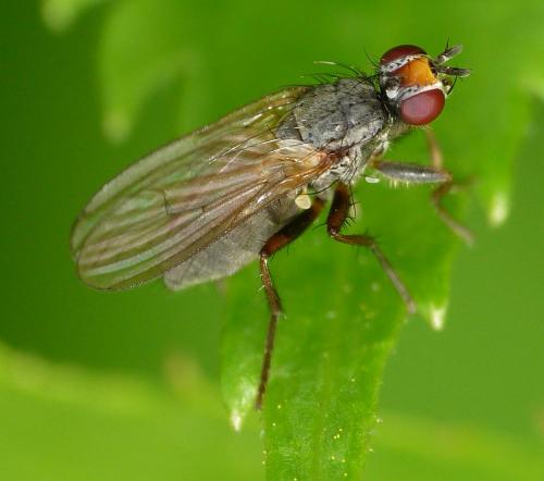 Nanna fasciata