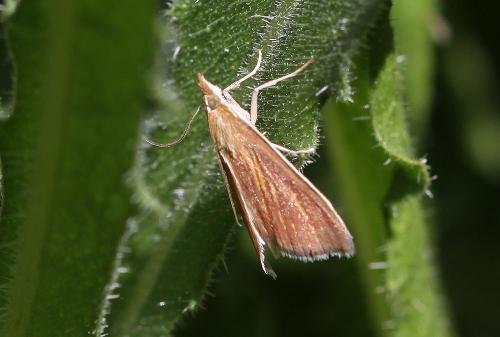 Réf. 57 997 : Nascia cilialis