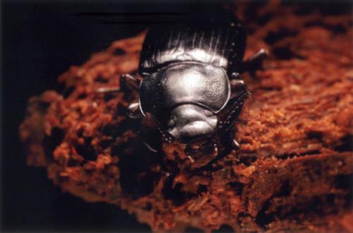 Réf. 57 125 : Neatus picipes