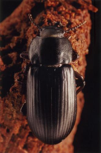 Réf. 57 128 : Neatus picipes