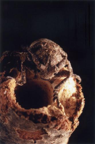 Niphona picticornis