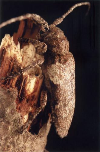 Niphona picticornis