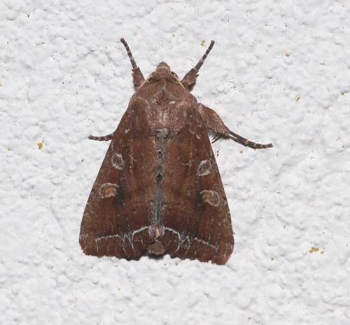 Réf. 57 514 : Lacanobia oleracea