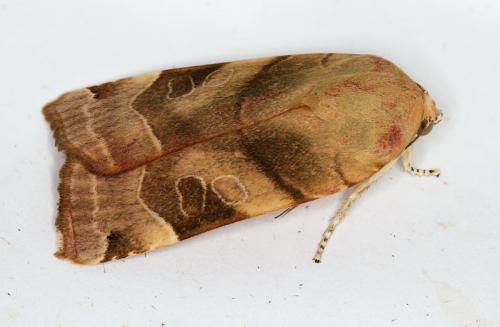 Noctua sp.