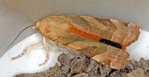 Réf. 57 458 : Noctua sp.