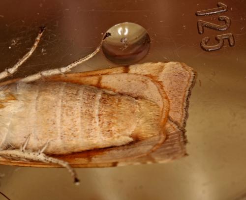 Noctua sp.