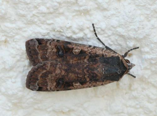 Noctua pronuba