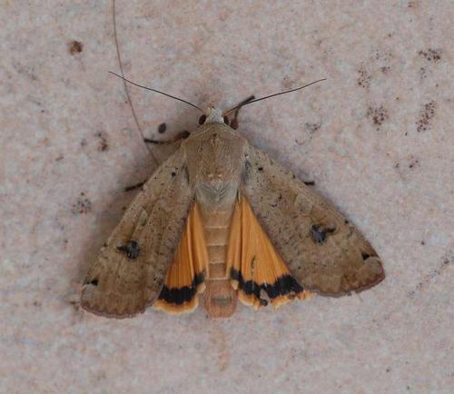 Noctua pronuba