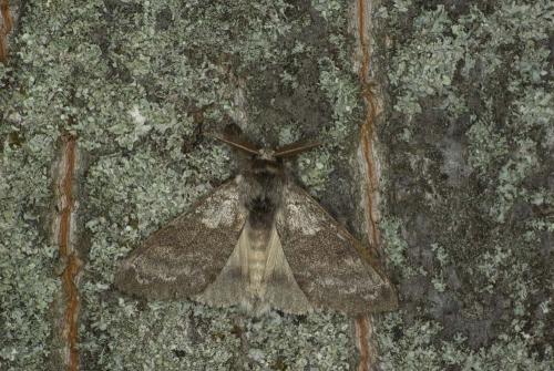 Calliteara pudibunda