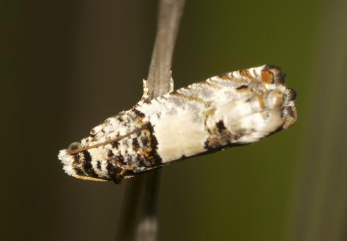 Réf. 57 188 : Epinotia thapsiana