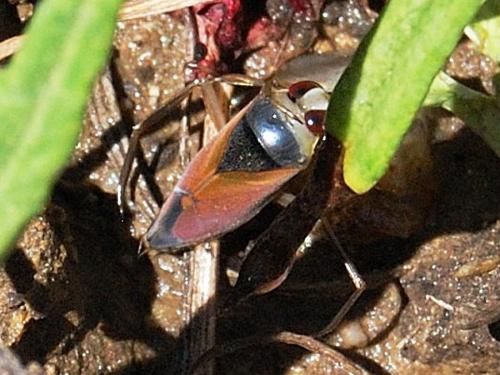 Notonecta meridionalis