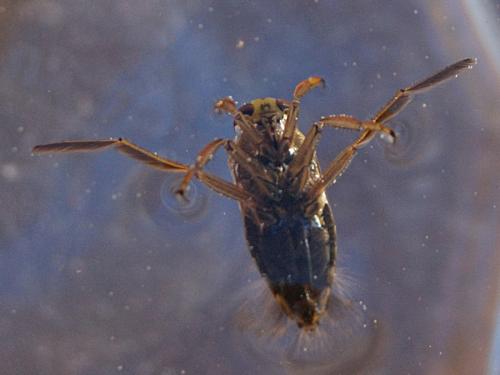 Notonecta meridionalis