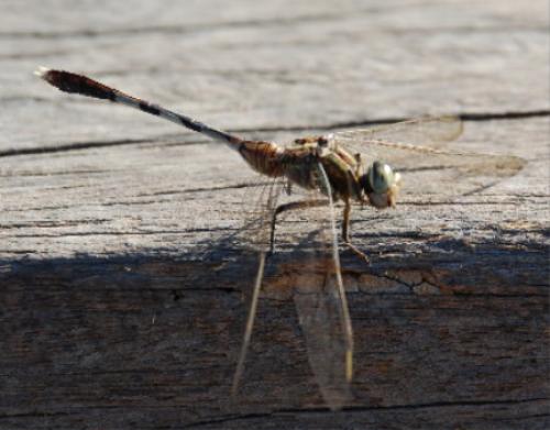Orthetrum sabina