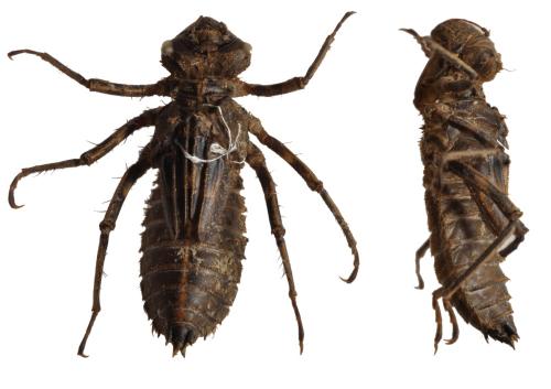 Oxygastra curtisii