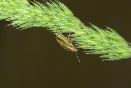 Aelia acuminata