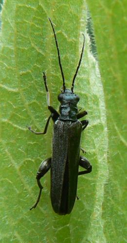 Réf. 57 077 : Oedemera virescens
