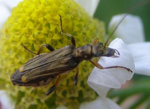 Oedemera barbara