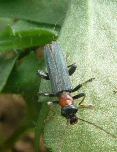 Réf. 57 545 : Oedemera croceicollis