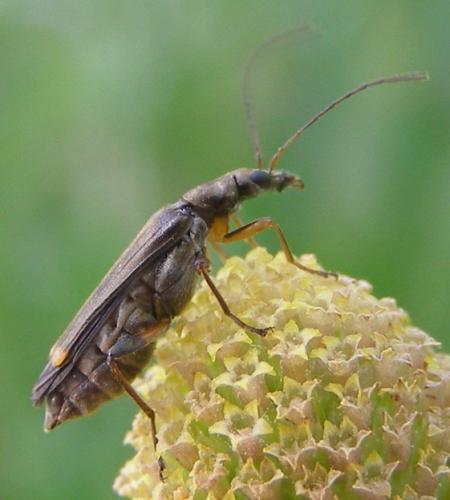 Oedemera barbara