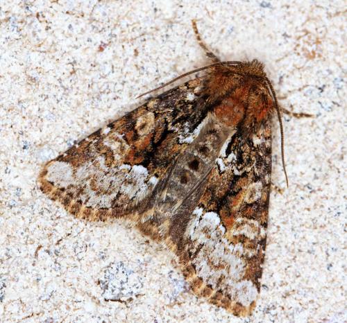 Réf. 57 415 : Oligia strigilis