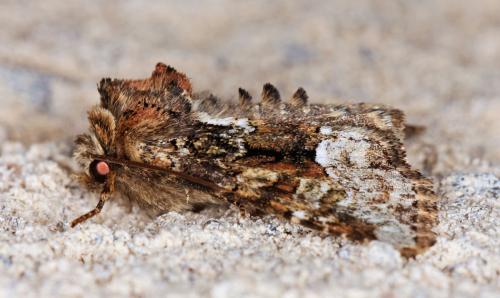 Réf. 57 416 : Oligia strigilis