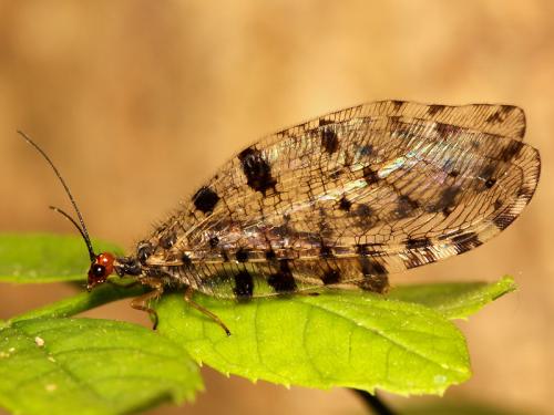 Réf. 57 917 : Osmylus fulvicephalus