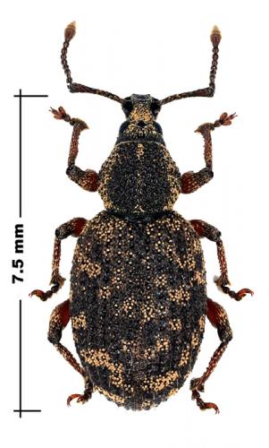 Otiorhynchus veterator