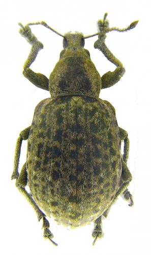 Réf. 57 197 : Liophloeus tessulatus