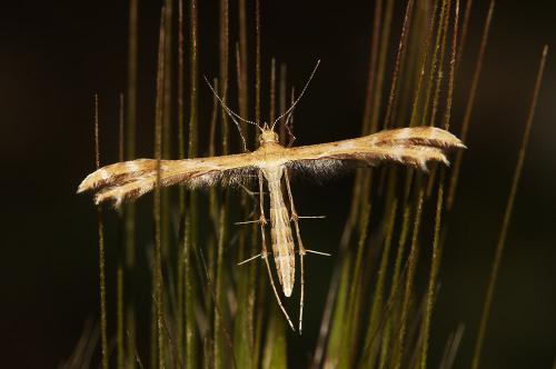 Crombrugghia sp.