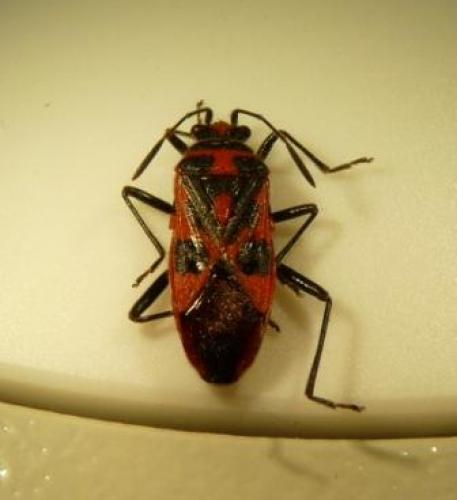 Réf. 57 544 : Corizus hyoscyami