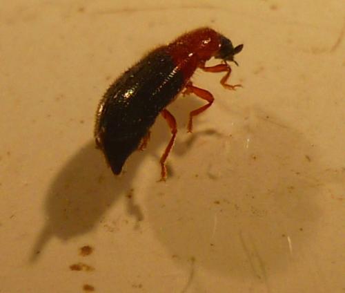 Réf. 57 993 : Necrobia ruficollis