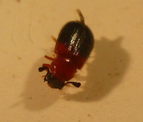Réf. 57 994 : Necrobia ruficollis