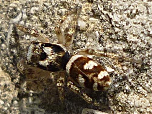 Salticus scenicus