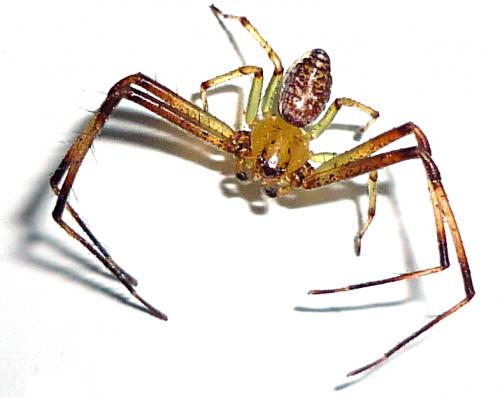 Réf. 57 752 : Diaea dorsata