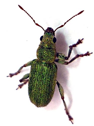 Réf. 57 581 : Pachyrhinus lethierryi