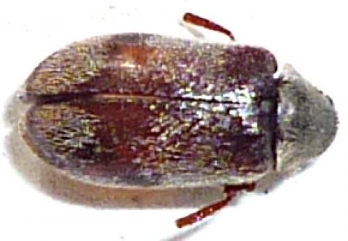 Réf. 57 580 : Ochina ptinoides