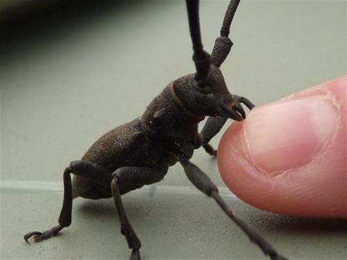 Morimus asper