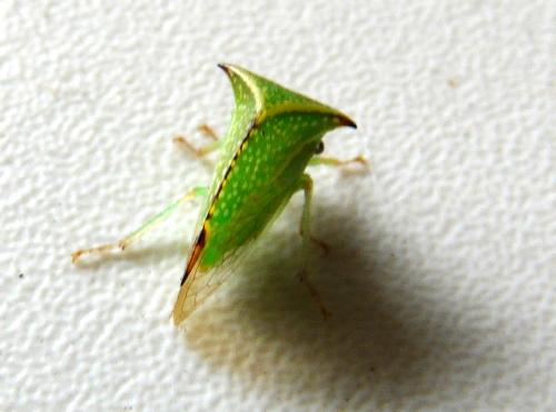 Stictocephala bisonia